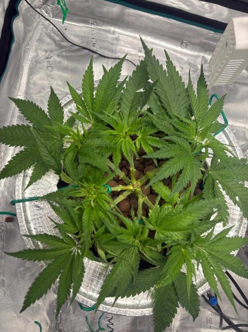 Royal skywalker. Week 6