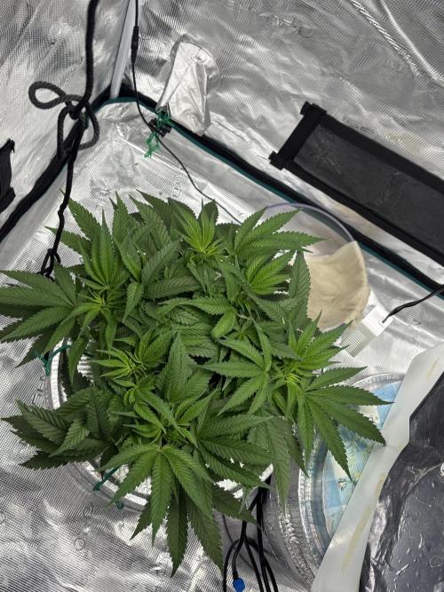 Royal skywalker. Week 7