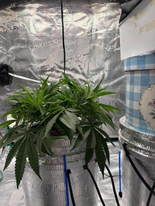 Royal skywalker Dwc. Week 9