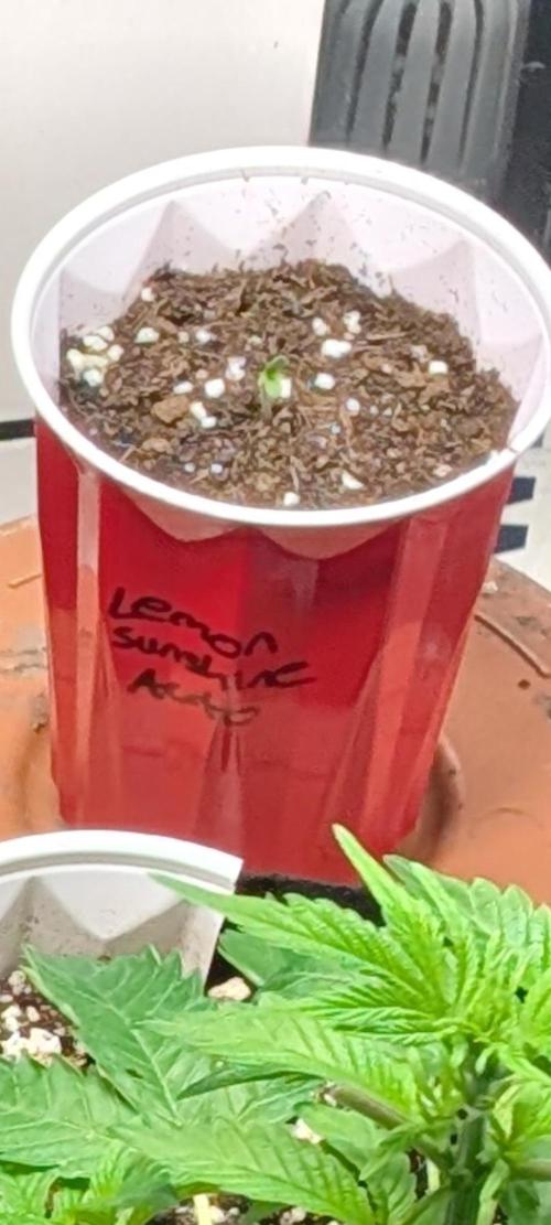 Lemon Sunshine Auto Fem (Outdoor). Week 0 - May 15, 2026