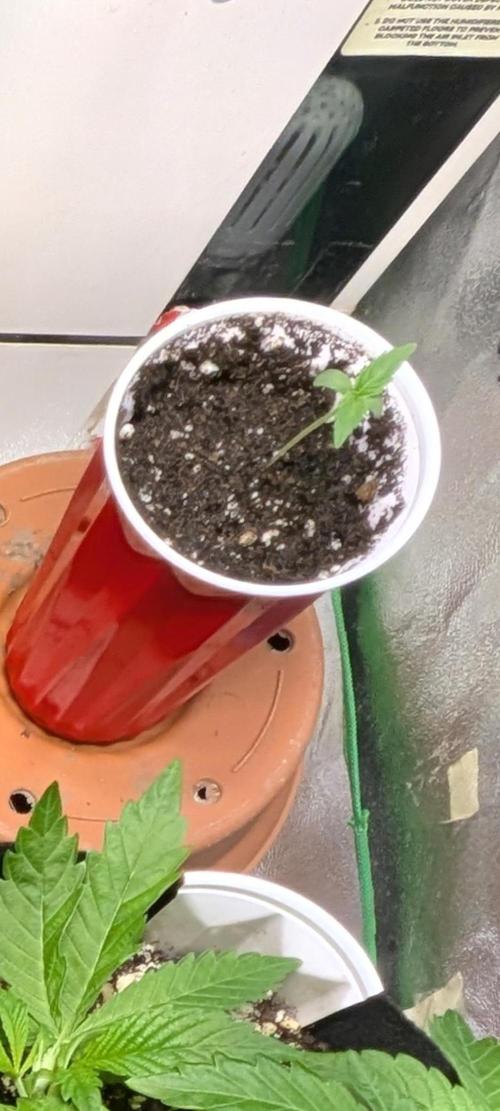 Lemon Sunshine Auto Fem (Outdoor). Week 1 - #2