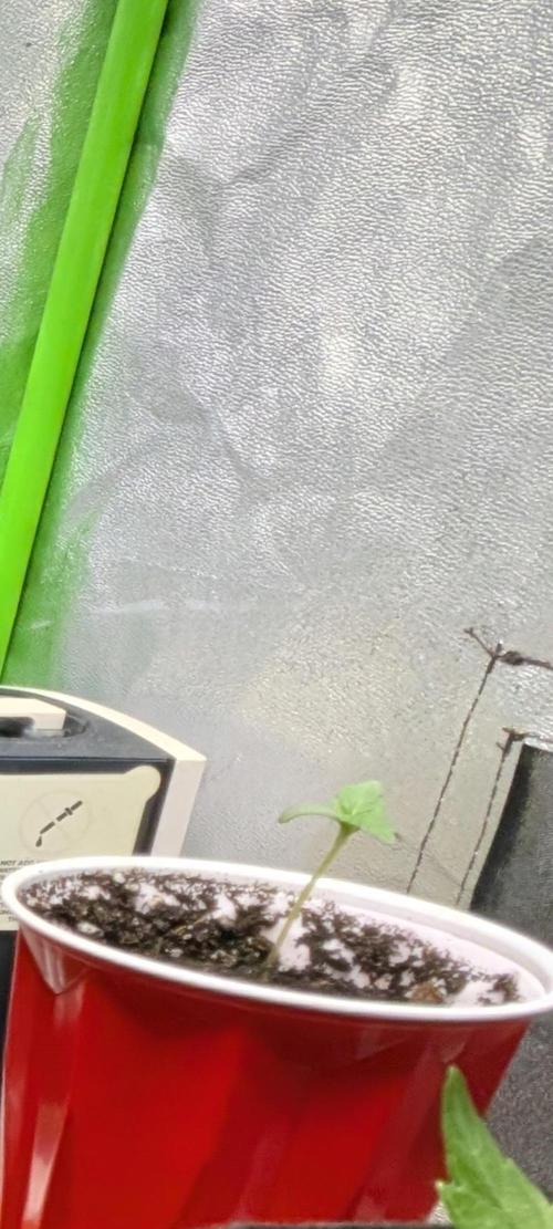 Lemon Sunshine Auto Fem (Outdoor). Week 1 - #2