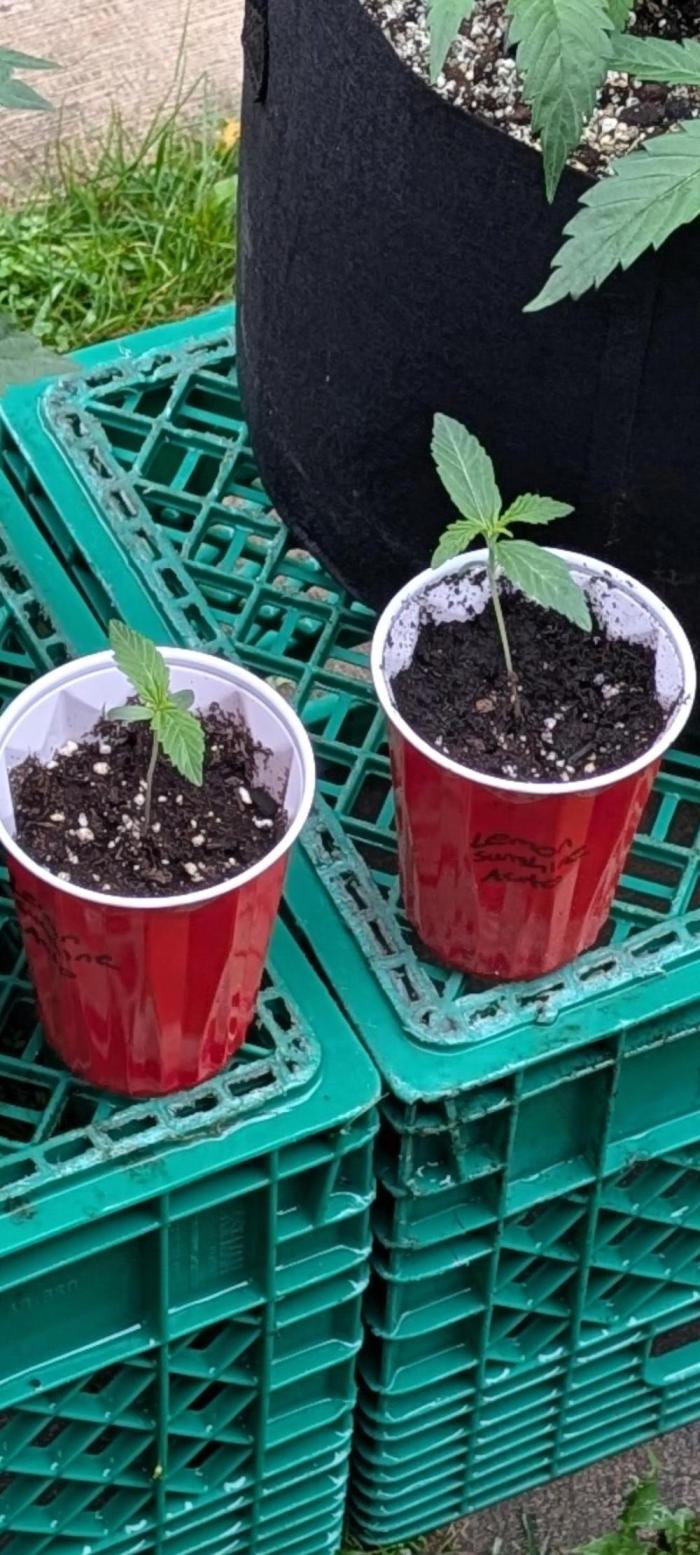 Lemon Sunshine Auto Fem (Outdoor). Week 2