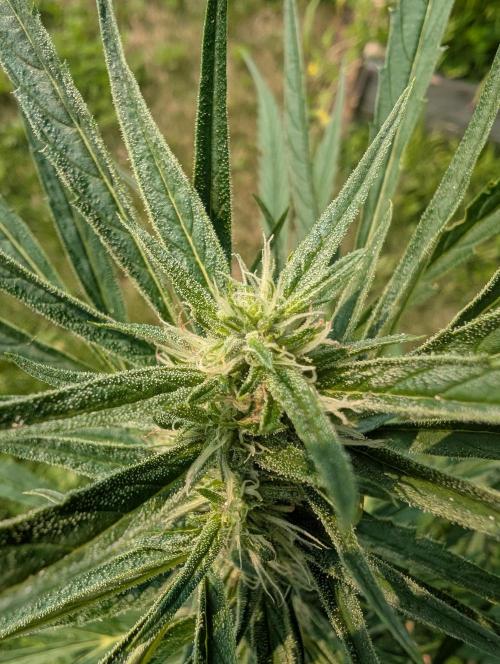 Lemon Sunshine Auto Fem (Outdoor). Week 10 - July 16, 2026
#1