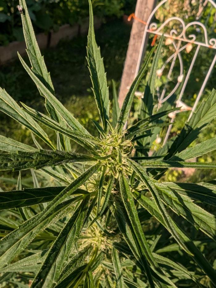 Lemon Sunshine Auto Fem (Outdoor). Week 9 - July 11, 2026