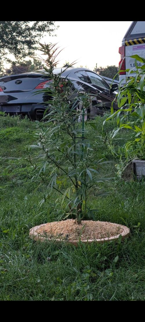 Lemon Sunshine Auto Fem (Outdoor). Week 10 - July 16, 2026
#1