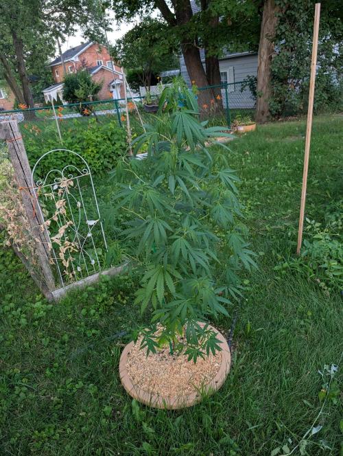 Lemon Sunshine Auto Fem (Outdoor). Week 10 - July 16, 2026
#2
Still vegging.
