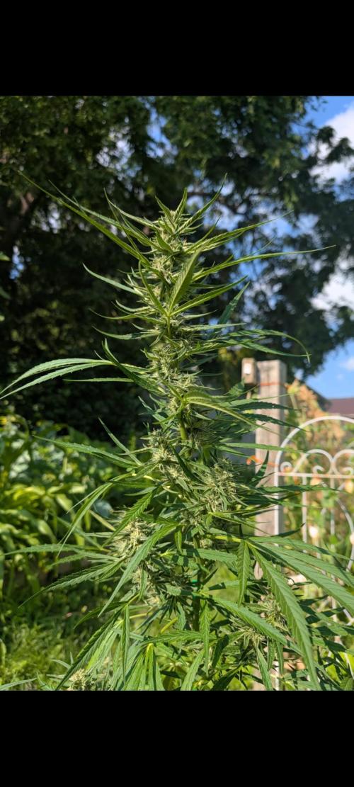 Lemon Sunshine Auto Fem (Outdoor). Week 10 - July 22, 2026
#1