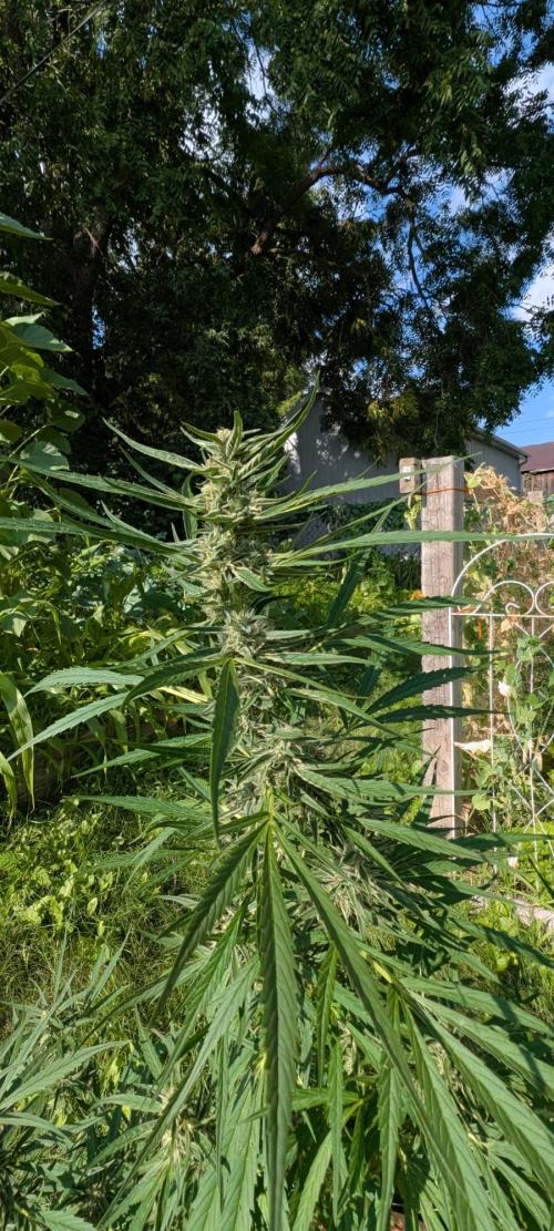 Lemon Sunshine Auto Fem (Outdoor). Week 10 - July 22, 2026
#1