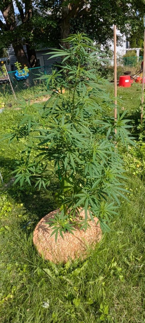 Lemon Sunshine Auto Fem (Outdoor). Week 10 - July 22, 2026
#2 
Still vegging.