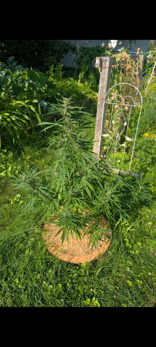 Lemon Sunshine Auto Fem (Outdoor). Week 10 - July 22, 2026
#1