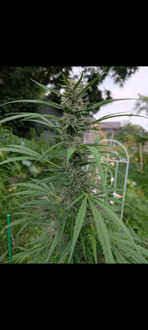 Lemon Sunshine Auto Fem (Outdoor). Week 11 - July 27, 2026
#1
