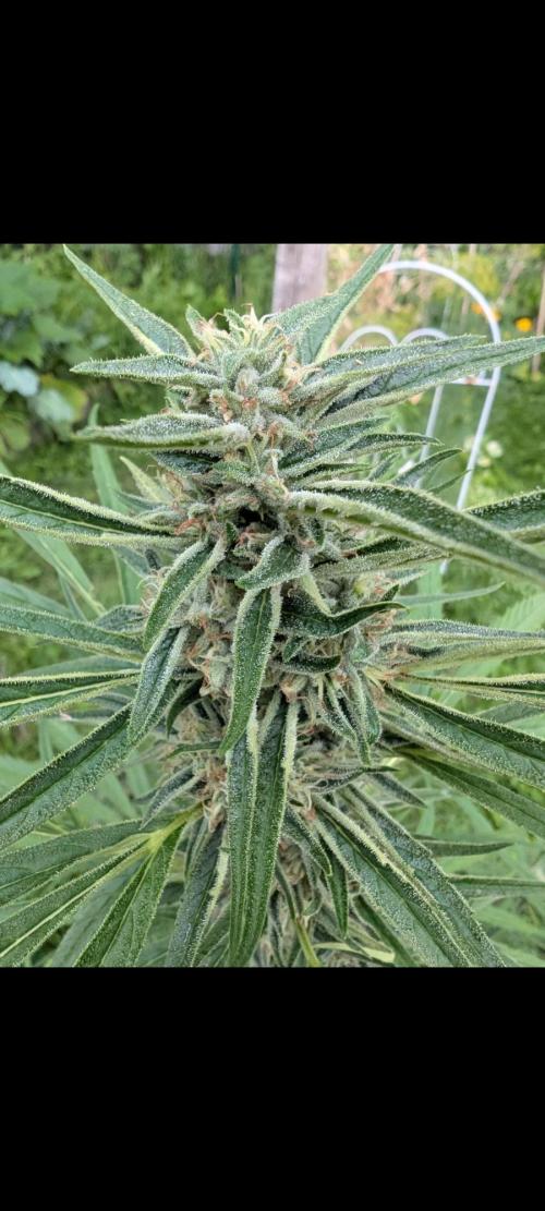 Lemon Sunshine Auto Fem (Outdoor). Week 11 - July 27, 2026
#1