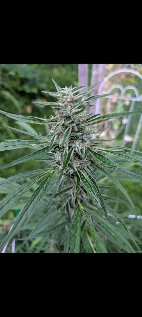 Lemon Sunshine Auto Fem (Outdoor). Week 12 - Aug. 1, 2026
#1