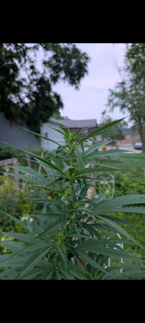 Lemon Sunshine Auto Fem (Outdoor). Week 12 - Aug. 1, 2026
#2
Flowering now for sure.