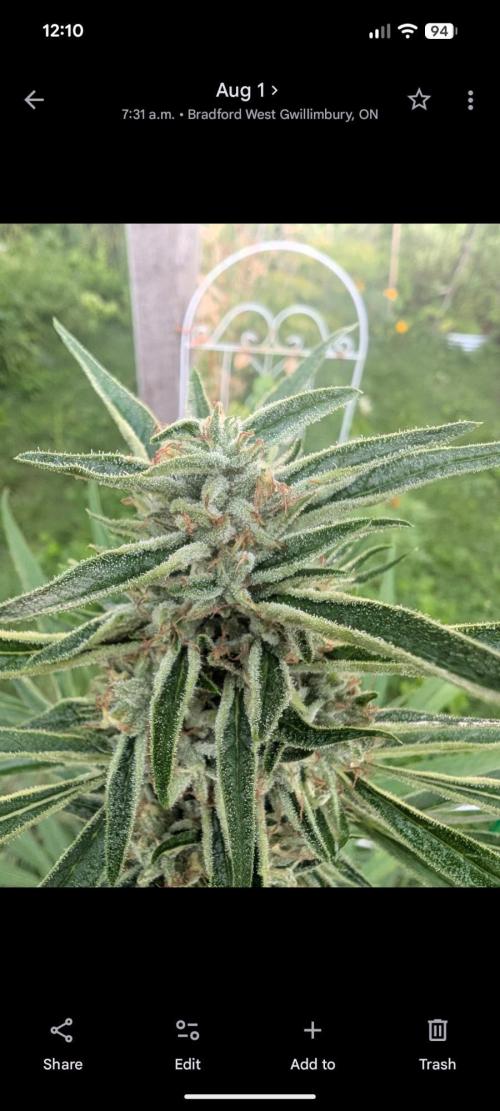 Lemon Sunshine Auto Fem (Outdoor). Week 12 - Aug. 1, 2026
#1