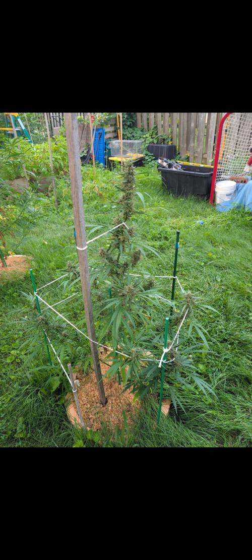 Lemon Sunshine Auto Fem (Outdoor). Week 12 - Aug. 1, 2026
#1