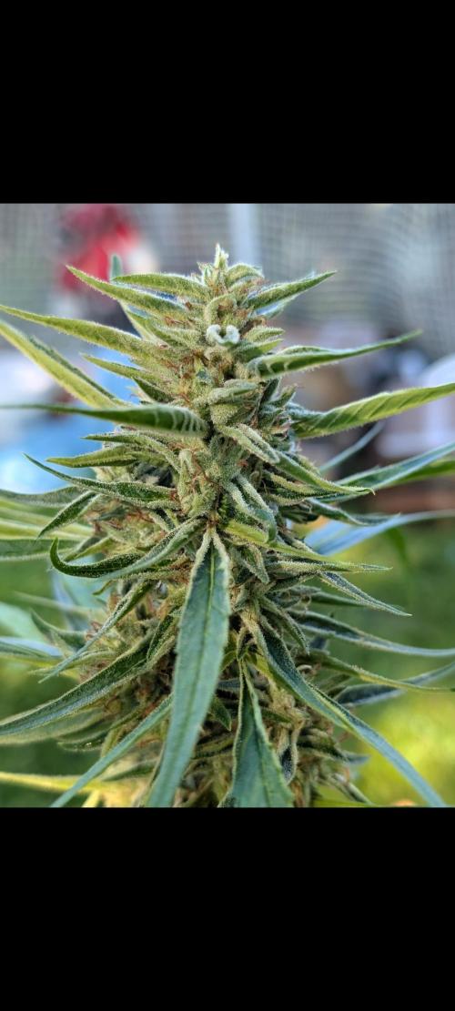 Lemon Sunshine Auto Fem (Outdoor). Week 12 - Aug. 3, 2026
#1