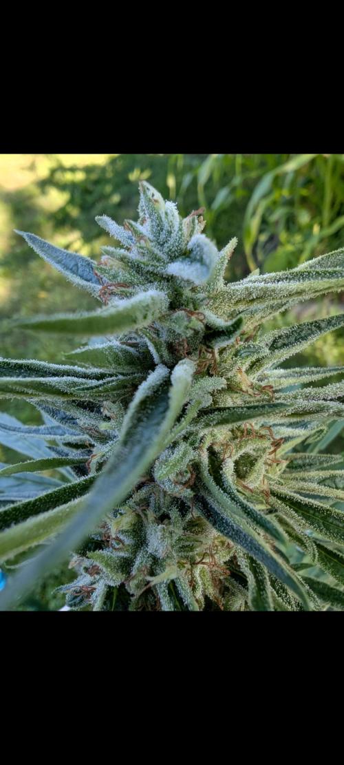 Lemon Sunshine Auto Fem (Outdoor). Week 12 - Aug. 3, 2026
#1