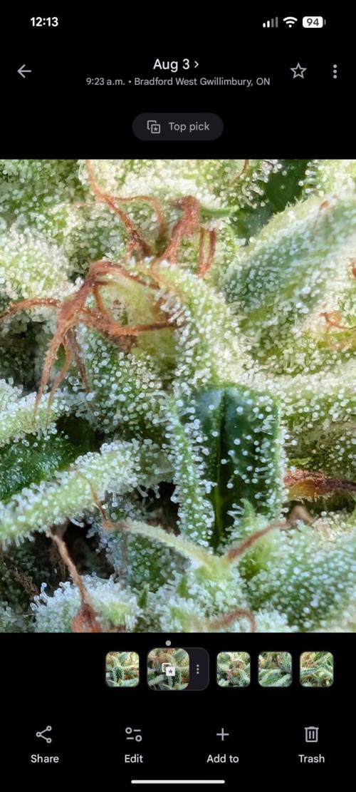 Lemon Sunshine Auto Fem (Outdoor). Week 12 - Aug. 3, 2026
#1