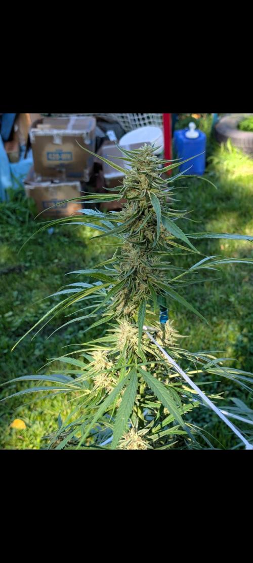 Lemon Sunshine Auto Fem (Outdoor). Week 12 - Aug. 3, 2026
#1
