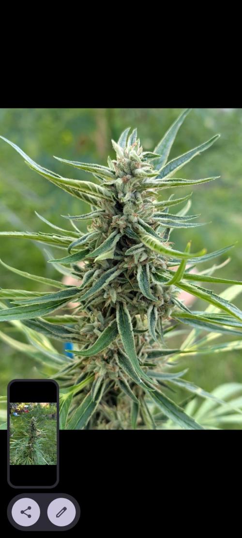 Lemon Sunshine Auto Fem (Outdoor). Week 13 - Aug. 5, 2026 AM
#1