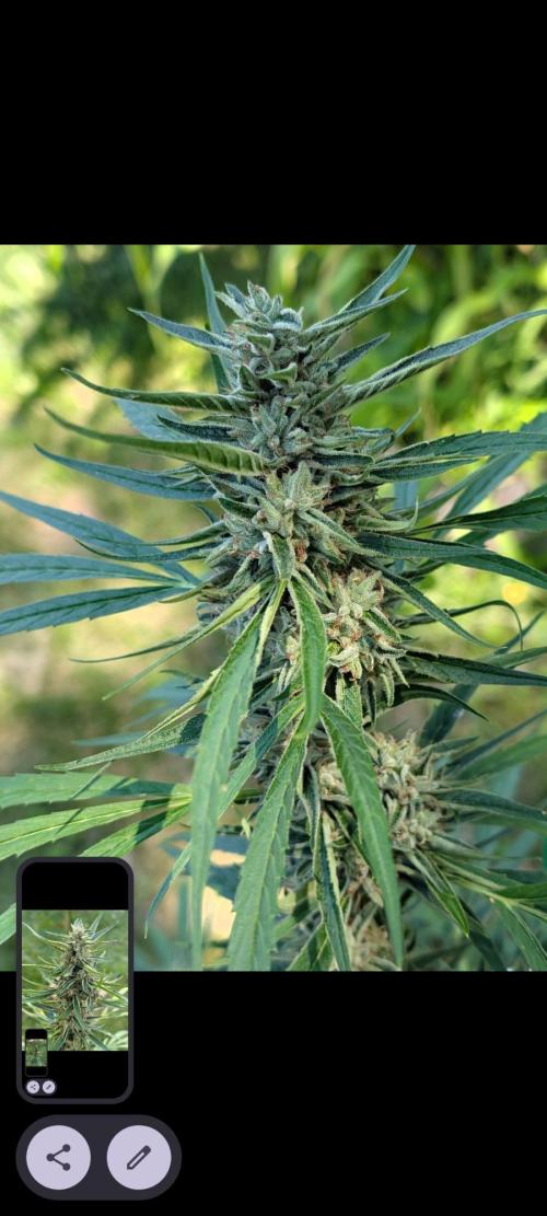 Lemon Sunshine Auto Fem (Outdoor). Week 13 - Aug. 5, 2026 AM
#1