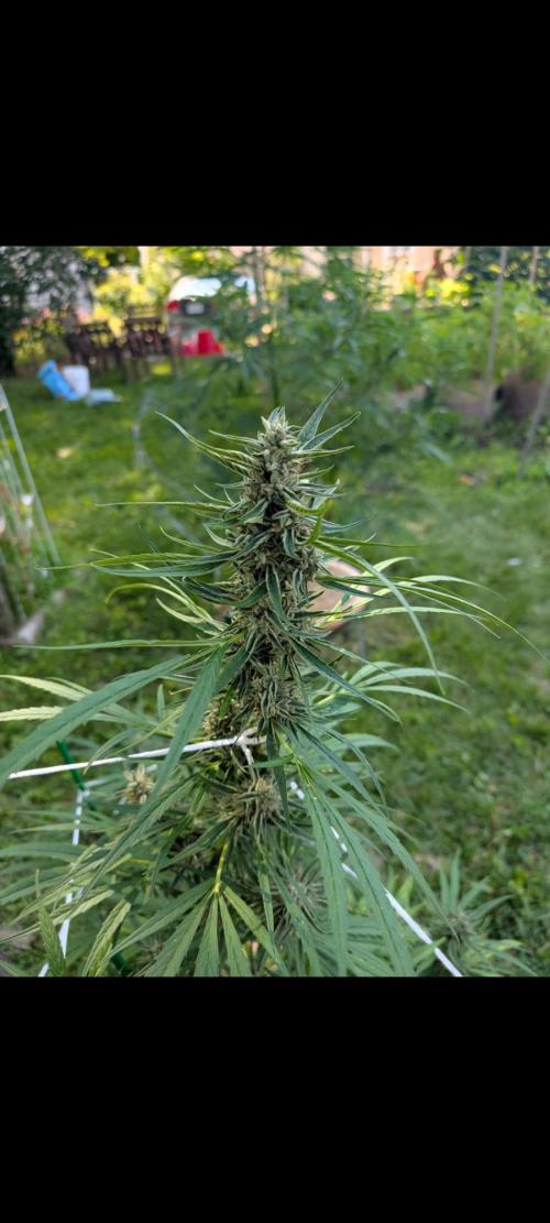 Lemon Sunshine Auto Fem (Outdoor). Week 13 - Aug. 5, 2026 AM
#1