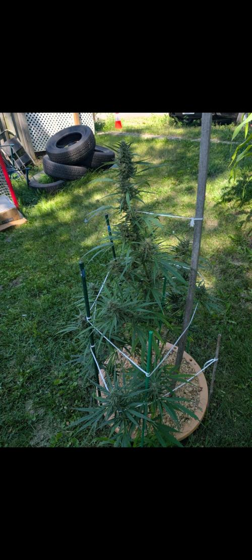 Lemon Sunshine Auto Fem (Outdoor). Week 13 - Aug. 5, 2026 AM
#1