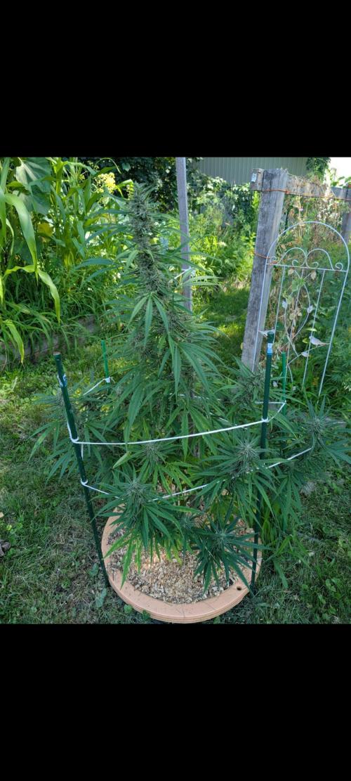 Lemon Sunshine Auto Fem (Outdoor). Week 13 - Aug. 5, 2026 AM
#1