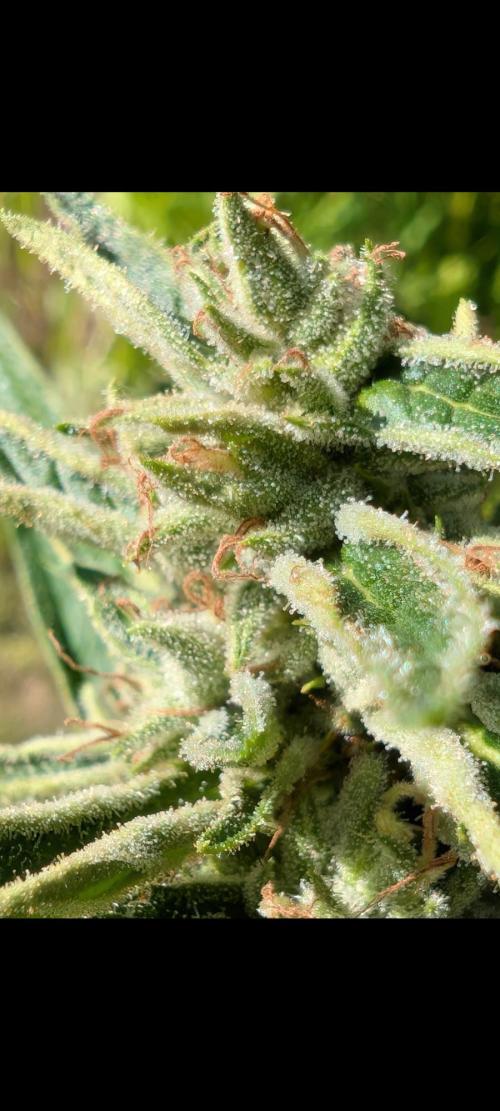 Lemon Sunshine Auto Fem (Outdoor). Week 13 - Aug. 5, 2026 PM
#1