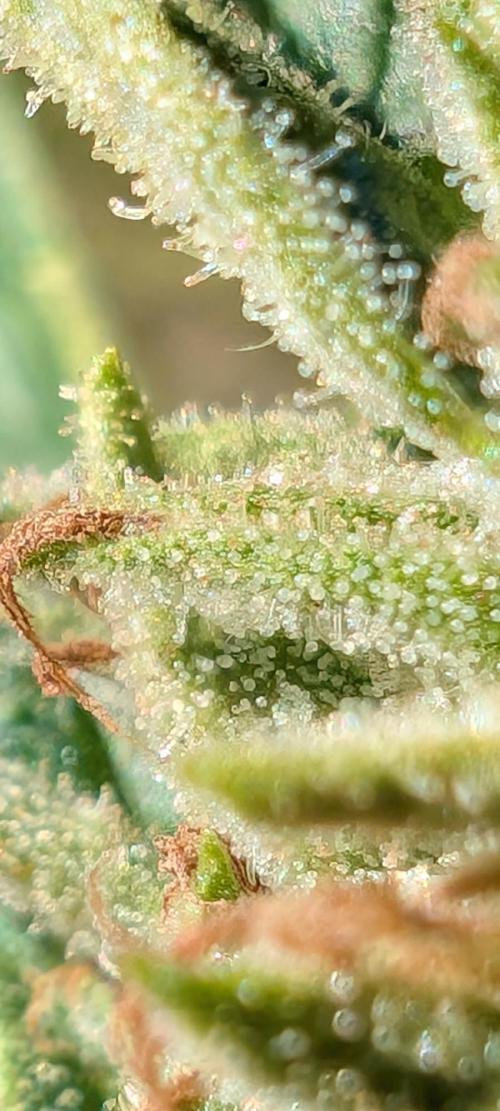 Lemon Sunshine Auto Fem (Outdoor). Week 13 - Aug. 5, 2026 PM
#1