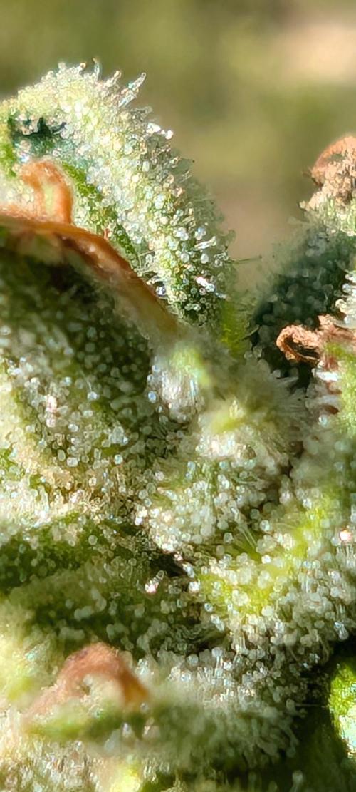 Lemon Sunshine Auto Fem (Outdoor). Week 13 - Aug. 5, 2026 PM
#1