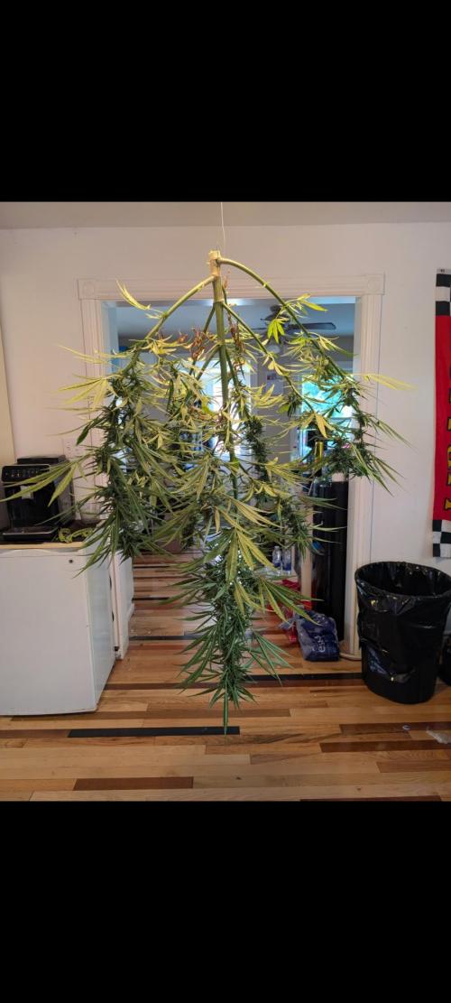 Lemon Sunshine Auto Fem (Outdoor). Week 13 - Aug. 5, 2026 PM
#1
Had to chop, significant rain forecast for 6/7 of next days.