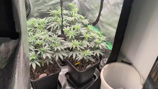 Comment by Organic710 photo #1