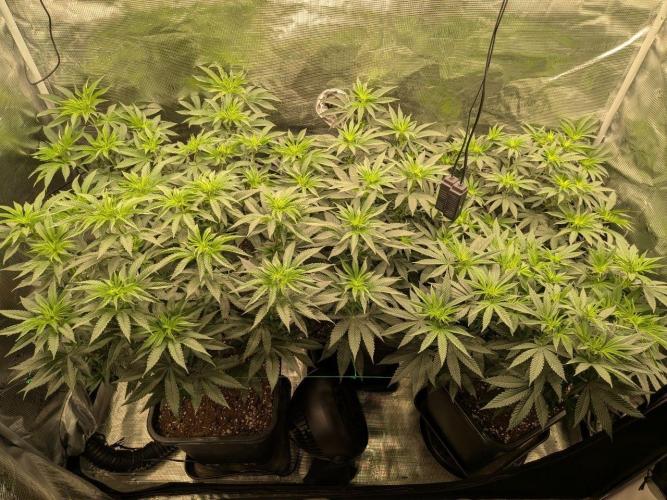 5x Ethos Strawberry OG cookies. Week 7 - Day 4 since flip to flower