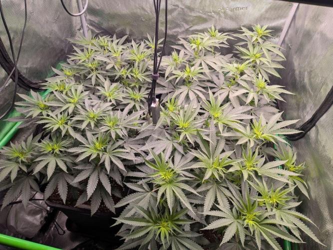 5x Fastbuds Mixpack Photoperiod. Week 7 - Day 4 since flip to flower