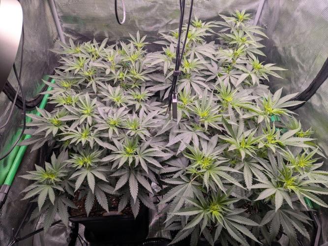 5x Fastbuds Mixpack Photoperiod. Week 7 - Day 4 since flip to flower