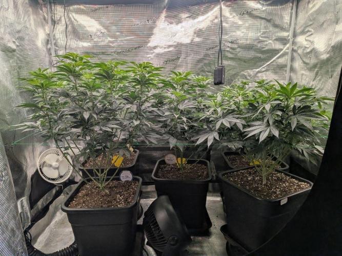 Grow Tent 3x3x6. Week 7