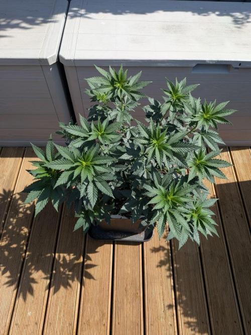 Grow Tent 3x3x6. Week 7