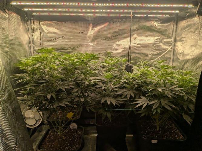 5x Ethos Strawberry OG cookies. Week 8