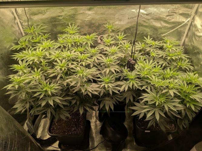 Grow Tent 3x3x6. Week 8