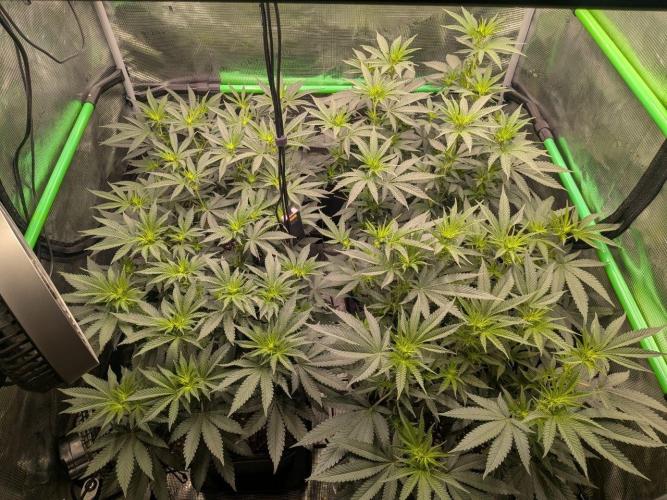 5x Fastbuds Mixpack Photoperiod. Week 8