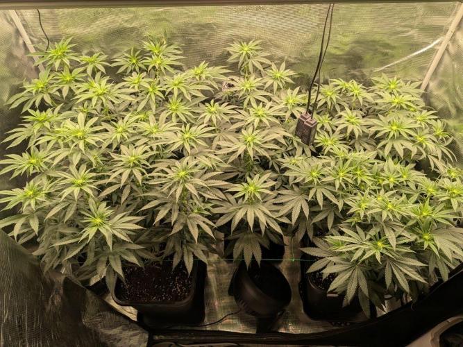 Grow Tent 3x3x6. Week 8