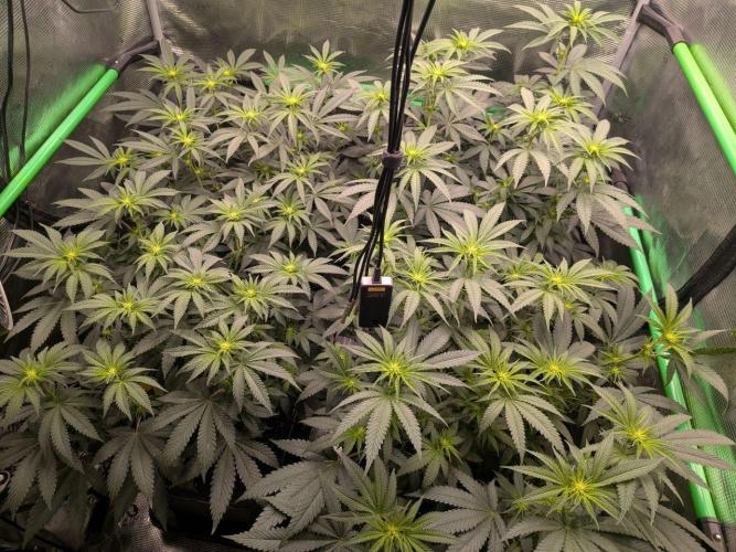 5x Fastbuds Mixpack Photoperiod. Week 8