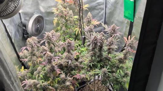 Comment by Organic710 photo #1