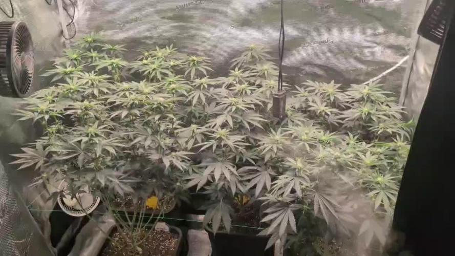 5x Ethos Strawberry OG cookies
