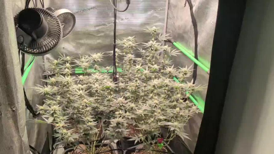 5x Fastbuds Mixpack Photoperiod
