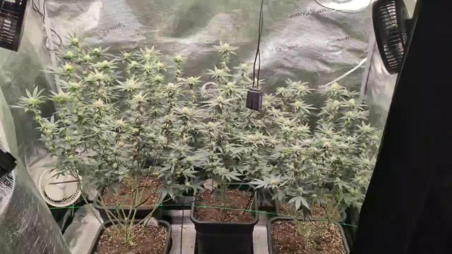 5x Ethos Strawberry OG cookies