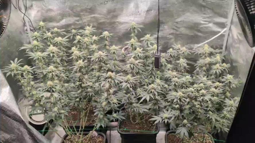 5x Ethos Strawberry OG cookies